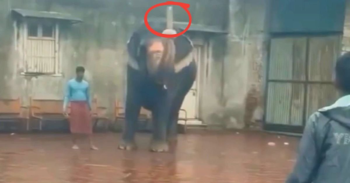 खिलाड़ी तो बहुत देखे होंगे, मगर कभी हाथी को देखा है 'चौके-छक्के' जड़ते हुए, वायरल VIDEO ने जीता सबका दिल