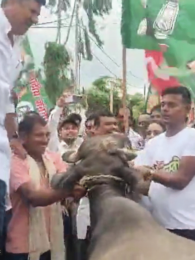 भैंस पर बैठे थे MLA साहब, मगर अचानक ऐसा हुआ की सबकी  हंसी निकल गई