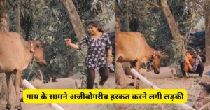 गाय के सामने अजीबोगरीब हरकत करने लगी लड़की, मगर फिर जो गौमाता ने किया उसे देखकर आप भी सोच में पड़ जाएंगे! वायरल VIDEO देखें