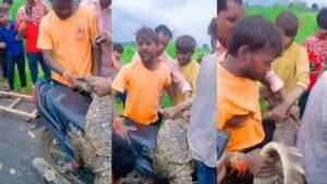 मगरमच्छ को बाइक पर लेटाकर ले जाने लगे 3 युवक, लोग बोले 'किडनैप' किया है या छोड़ने जा रहे हो! वायरल Video देखें