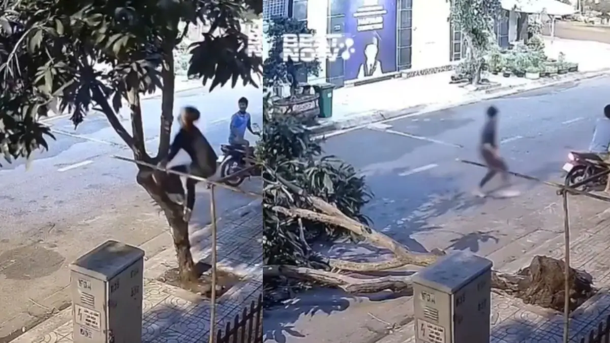 Mango Tree Viral Video